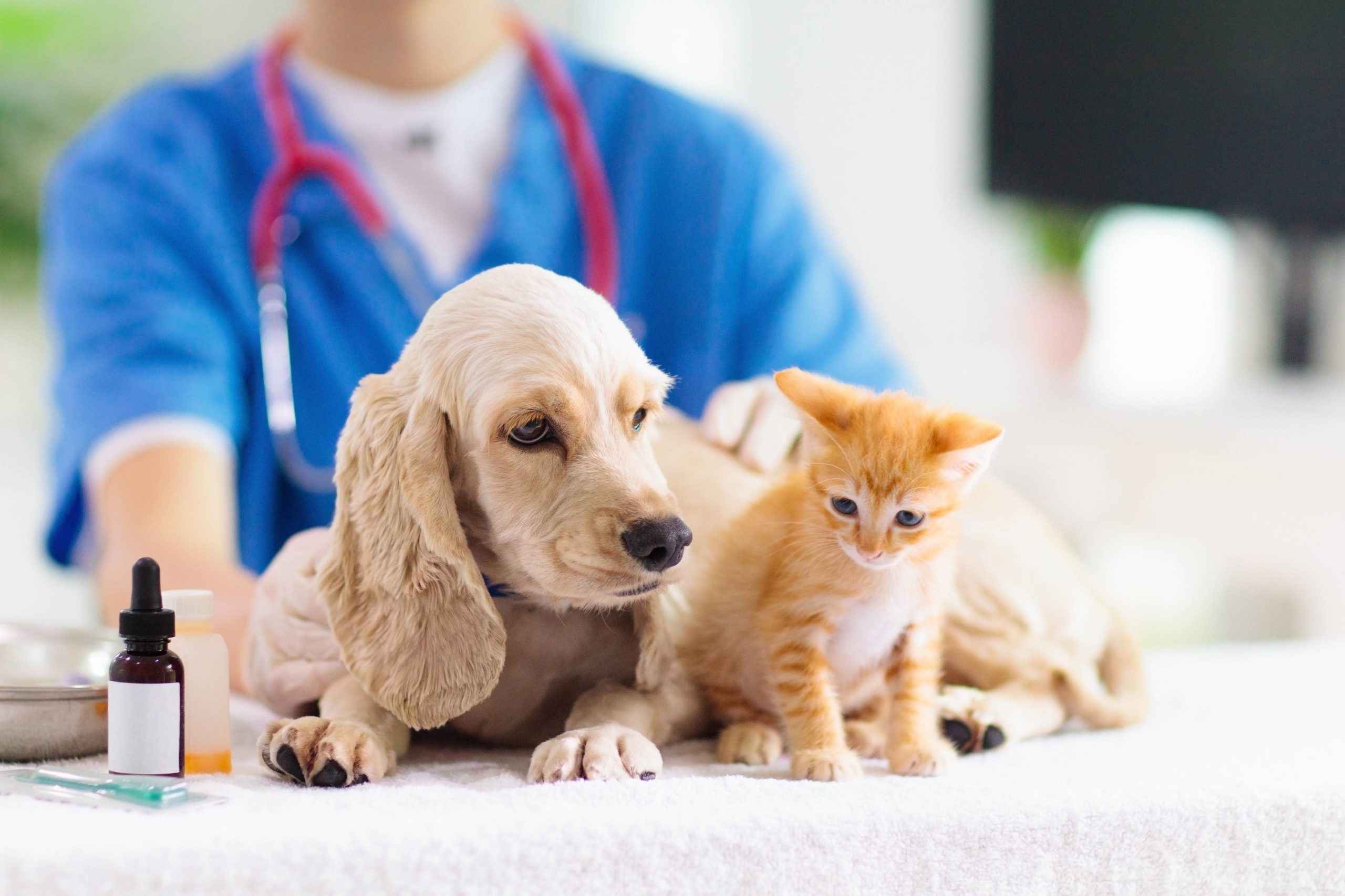 Caring Beyond Humans: Why Pet Medications Deserve the Spotlight