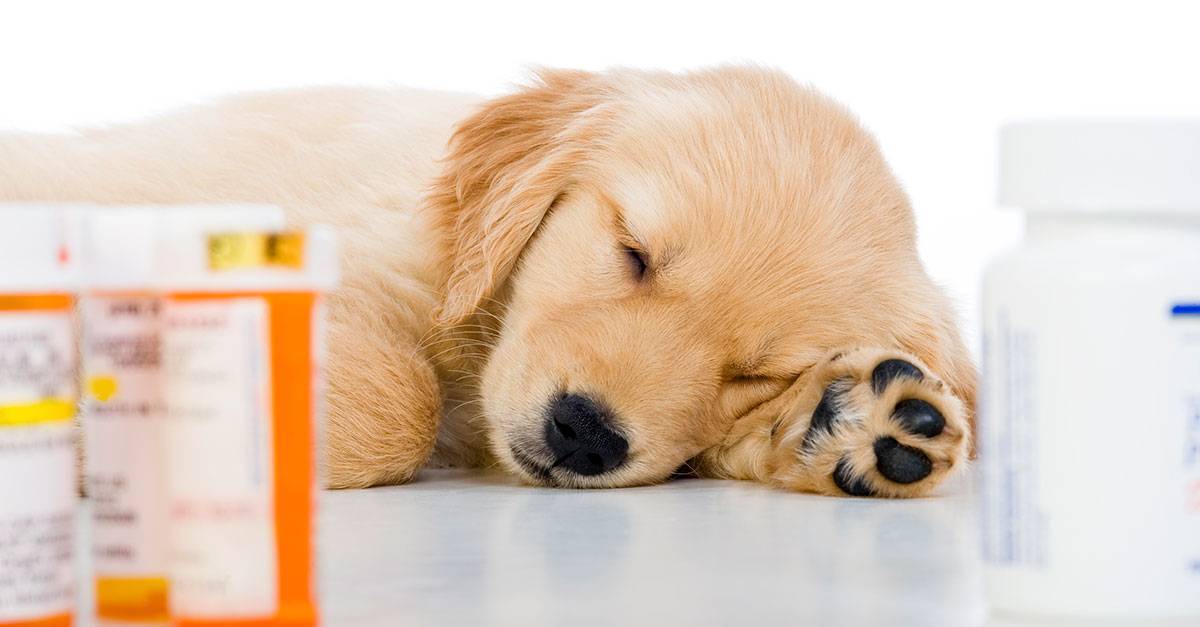 5 Essential Medicines Every Pet Owner Should Keep at Home